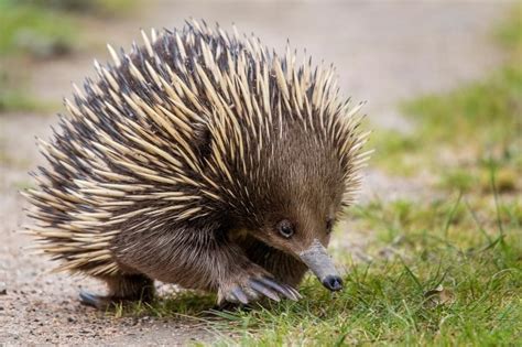  Echidna! An Ancient Mammal with Spines and a Long Snout - Unveiling the Secrets of this Unique Creature