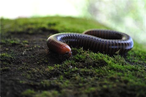  Ellipidioides!  The Magnificent Millipede Lurking Beneath Your Feet