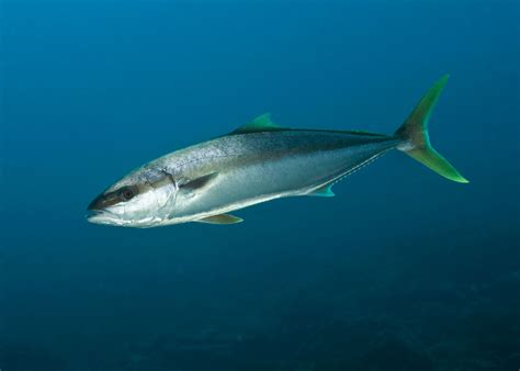  Yellowtail Kingfish! A Voracious Predator That Prefers Warm Waters 