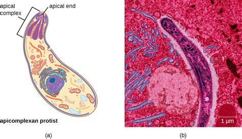 Apicomplexa! ผู้ล่าไซต์โพรติสที่ซ่อนตัวอยู่ภายในเซลล์ของเหยื่อ