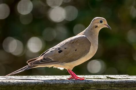  บาจิน (Barging Dove) นกที่บ้าพลัง! ชอบส่งเสียงดังและสร้างรังด้วยความเอาใจใส่