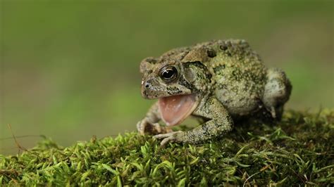  Bombay Bloated Toad: This Amphibian with Warty Skin Makes the Most Unusual Sounds!