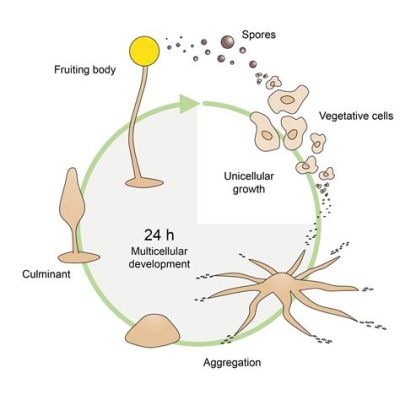  Dictyostelium Discoideum:  A Social Amoeba That Dances Its Way to Survival!