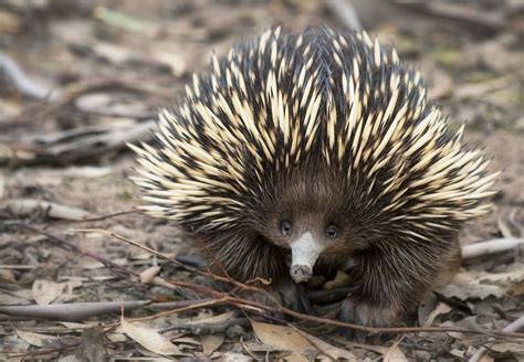  Echidna! หนูจมูกยาวผู้มีหนามแหลมคมที่แสนน่ารัก