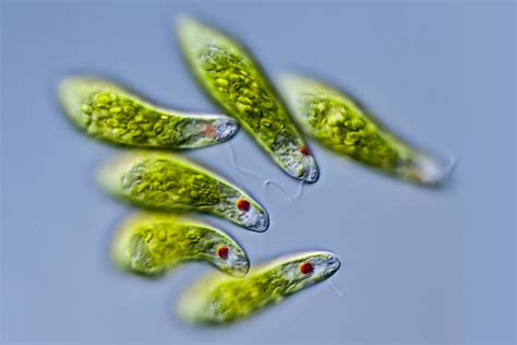  Euglena: โพรติสต์ตัวจิ๋ว ผู้เชี่ยวชาญในการใช้แสงอาทิตย์เป็นอาหารและการเคลื่อนที่ด้วยแส้!