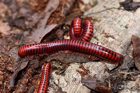  Fire Millipede: Can These Crawling Invertebrates Be Found In Our Backyard Jungle?