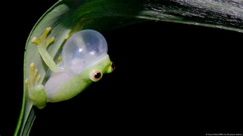  Glass Frog: Can This Tiny Translucent Treasure Survive the Concrete Jungle?