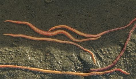  Glycera! Can You Believe This Bristle Worm Lives in Mud Tubes?