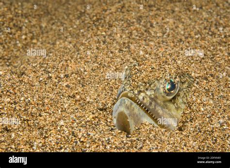 Glycera!  The Fierce Predator Hiding Beneath the Sand Reveals its Hidden Jaws!