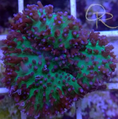 Hairy Mushroom Coral: This Stunning Underwater Fungus Thrives in Shallow Reefs and Blooms with Vibrant Colors!