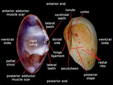  หอยกาบ! Bivalve with Exquisite Shells and Powerful Filter-Feeding Capabilities