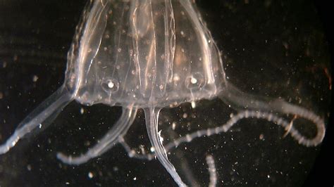  Irukandji Jellyfish: This Tiny Terror With a Deadly Sting Can Cause Severe Pain Throughout Your Body!