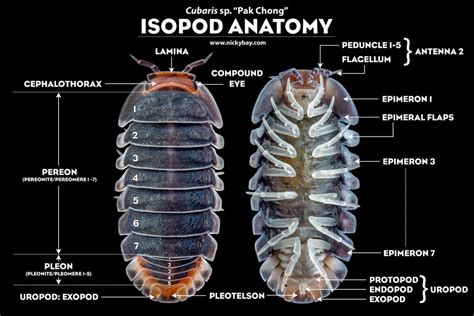  Isopod: สัตว์ไม่มีกระดูกสันหลังที่น่าสนใจซึ่งมีการปรับตัวที่ยอดเยี่ยมสำหรับการดำรงชีพในสภาพแวดล้อมที่หลากหลาย!