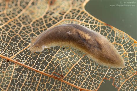  Isotoma! This Remarkably Adaptive Freshwater Flatworm Exhibits A Thrilling Variety Of Hunting Techniques