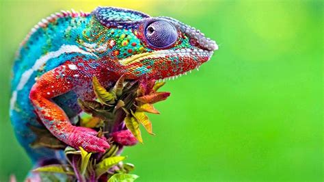  Jackson's Chameleon: An Amazing Reptile That Changes Color Like Magic!