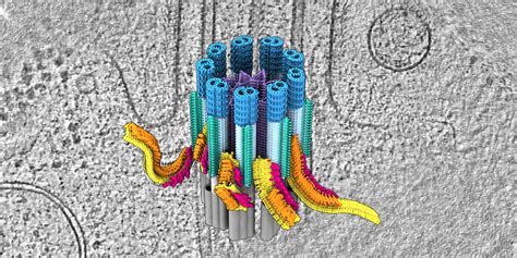 Milleporum!  The Miniature Marvel That Swims with Thousands of Cilia