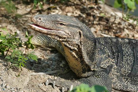  Monitor Lizard: Exploring the Fascinating World of This Ancient Predator with Powerful Legs and Camouflage Prowess!