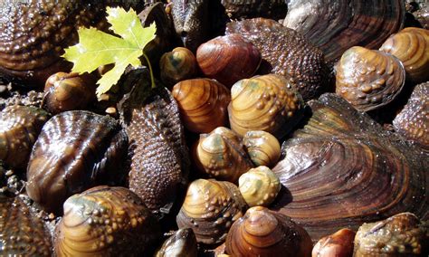   Naiad!  This Freshwater Mollusk Filters Life-Giving Oxygen While Burrowing Itself Deep into Silty Beds