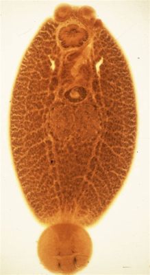  Neobenedenia: ตัวปรสิตที่เกาะติดปลาอย่างเหนียวแน่น และเป็นภัยร้ายต่อระบบนิเวศน์!