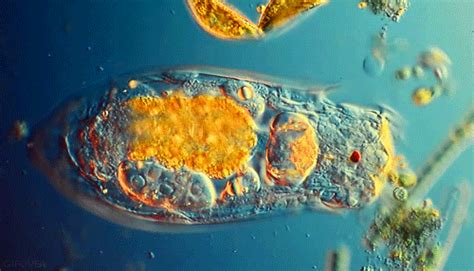  Neorhabdocoela: พบสัตว์ตัวน้อยน่ารัก ที่ว่ายน้ำได้ด้วย ciliates และกินจุลินทรีย์