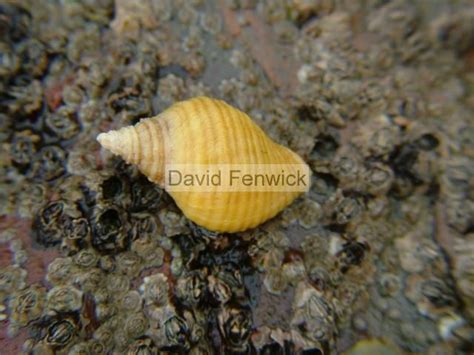  Nucella!  This Intertidal Snail Can Survive In Both Calm Tide Pools And Crashing Waves