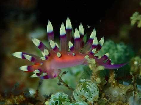  Nudibranch! A Colorful Master of Disguise with an Insatiable Appetite