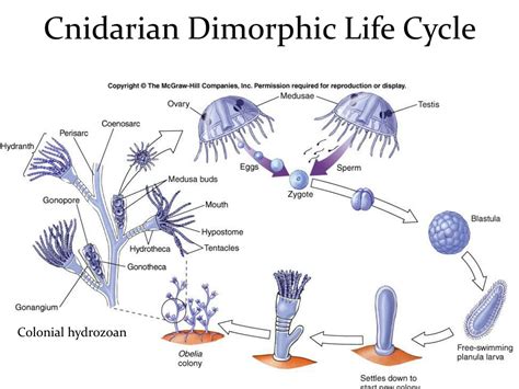  Oceania! A Colonial Hydrozoan That Thrives on Currents and Carries Its Own Food Source