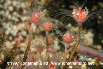  Oceania Hydroid:  A Tiny Terror with Tentacles That Can Sting Like Fire!