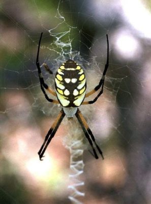  Orbweaver:  Discover How This Eight-Legged Architect Weaves Intricate Masterpieces and Patiently Awaits its Delectable Dinner!