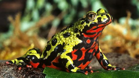  Oriental Fire-Bellied Toad: Can This Vibrant Amphibian Truly Breathe Through Its Skin?