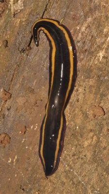  Planaria Crusader: A Tiny Flatworm with Super Regeneration Powers!