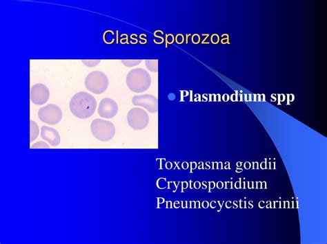  Plasmodium! หนึ่งในสมาชิกของ Sporozoa ที่แฝงตัวอยู่ในร่างกายมนุษย์