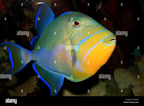  Queen Triggerfish! Can This Colorful Reef Dweller Really Change Sex?