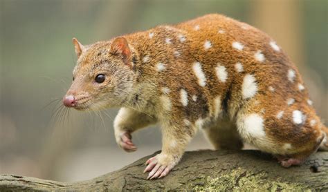  Quoll! A Tiny Tasmanian Tiger With a Fierce Appetite