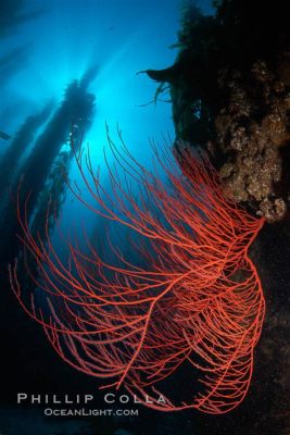  Red Gorgonian! An Underwater Fan That Fights for Space