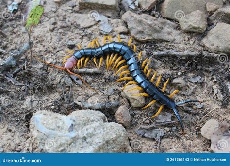  Red-Headed Centipede: An Ancient Arthropod Crawling Towards Your Heart (And Maybe Your Feet!)