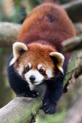   Red Panda: A Curious Creature Balancing Fluffy Cuteness With Agile Tree Climbing Prowess!