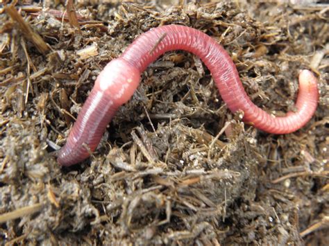  Red Worms: Are They Really Just Wiggling Tubes of Blood?!