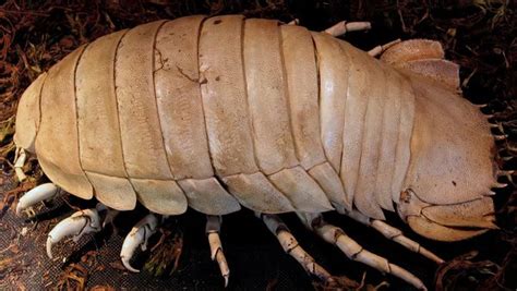  Roly-Poly: An Unassuming Creature With a Surprisingly Complex Lifecycle 