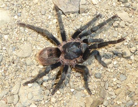  Tarantula: มหัศจรรย์แห่งความแข็งแกร่งและพิษร้าย!