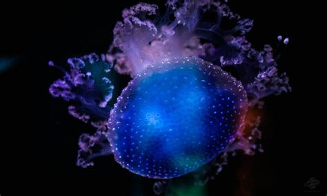 Ultra-Rare Upside-Down Jellyfish: A Colorful Creature that Swims Against the Current!