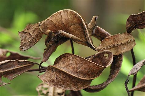 Uroplatus,  a Gecko With a Tail that Mimics Fallen Leaves!