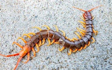  Veiled Centipede: Can This Crawling Creature Conquer Your Fears?