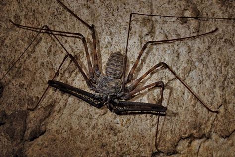   velvety whip scorpion  มีลำตัวที่ยืดหยุ่นคล้ายกับร้อยขาและสามารถเคลื่อนไหวอย่างคล่องแคล่วในที่มืดมิด!