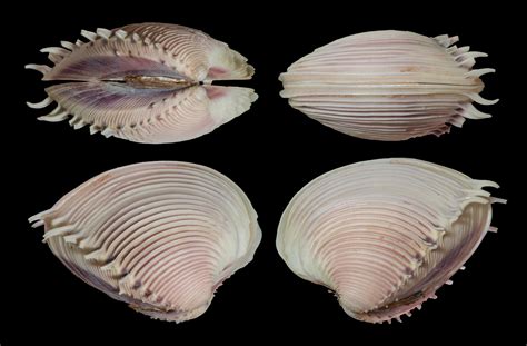  Venus Clam! A Deep Sea Dweller With a Shell That Rivals Any Precious Jewel