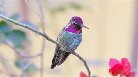  Xantus's Hummingbird: Its Tiny Wings Beat Faster Than Your Heart Rate