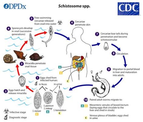  Xenophidium! A Tiny Trematode That Lives a Thrilling Life Inside Snails