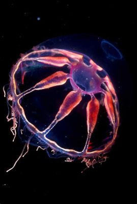  Yamaguchimia - Jellyfish With Tentacles That Glow In The Deep Sea!