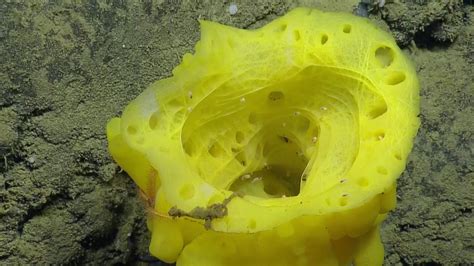  Yellow Barrel Sponge: An Underwater Mystery Wrapped in Spiky Yellow Goodness!