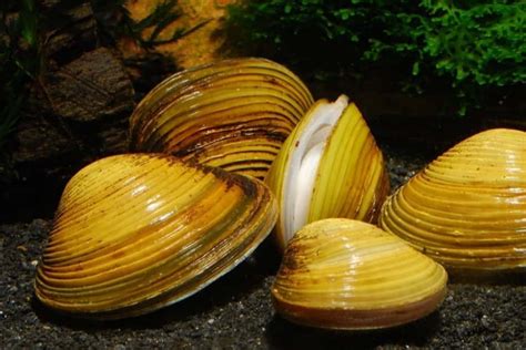  Yellow Mussel: A Tiny Bivalve Living a Surprisingly Complex Life!